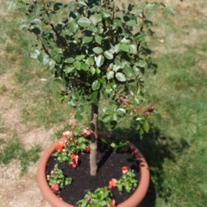 Meet your Posher, Ricki